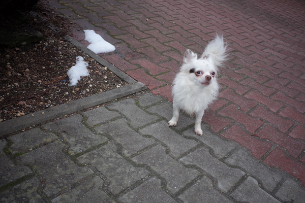 801 :: White doggy 2